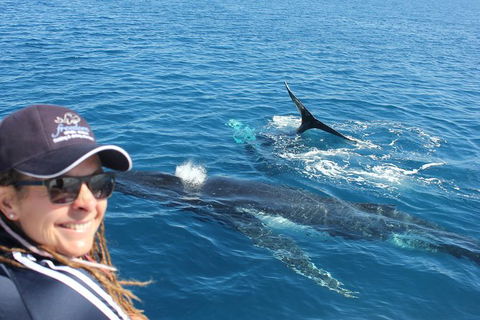 Three-Quarter Day Hervey Bay Premium Whale Watching Cruise - Accommodation Coffs Harbour 13