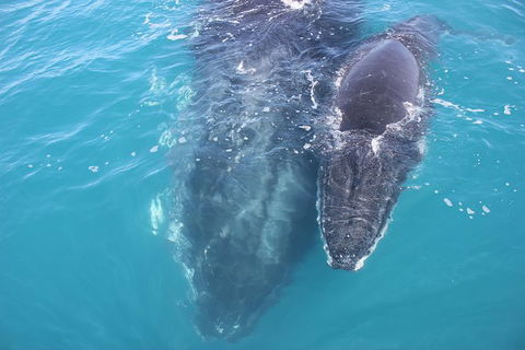Three-Quarter Day Hervey Bay Premium Whale Watching Cruise - Accommodation Coffs Harbour 15