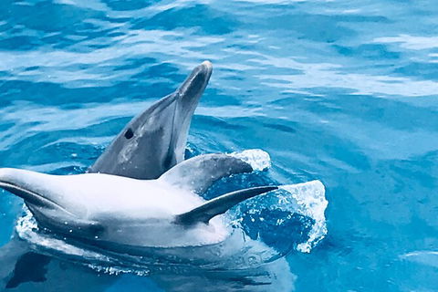 Three-Quarter Day Hervey Bay Premium Whale Watching Cruise - Accommodation Coffs Harbour 17