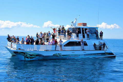 Three-Quarter Day Hervey Bay Premium Whale Watching Cruise - Accommodation Coffs Harbour 11