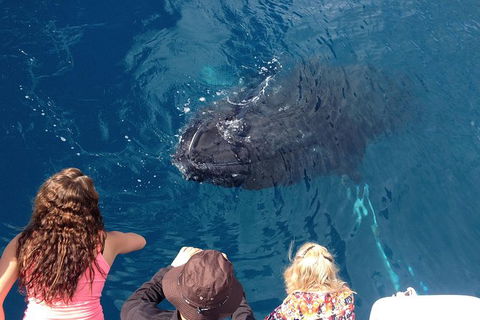 Three-Quarter Day Hervey Bay Premium Whale Watching Cruise - Accommodation Coffs Harbour 18