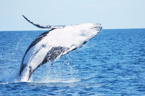 Three-Quarter Day Hervey Bay Premium Whale Watching Cruise - Accommodation Coffs Harbour 12