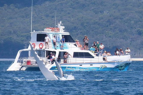 Three-Quarter Day Hervey Bay Premium Whale Watching Cruise - Accommodation Coffs Harbour 16