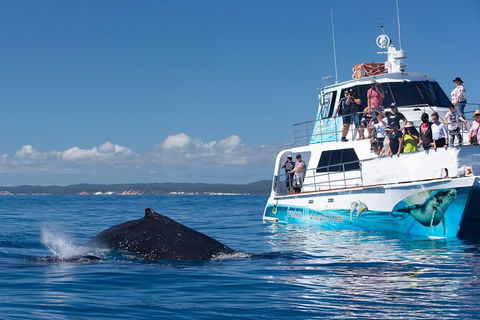 Three-Quarter Day Hervey Bay Premium Whale Watching Cruise - Accommodation Coffs Harbour 9
