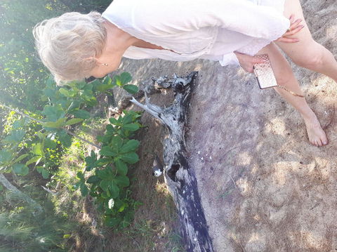 Afternoon Low Isles Snorkeling And Sailing Cruise From Port Douglas - Accommodation Coffs Harbour 2