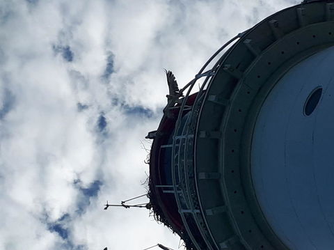 Afternoon Low Isles Snorkeling And Sailing Cruise From Port Douglas - Accommodation Coffs Harbour 3