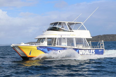 Hervey Bay Whale Swim And Watch - Accommodation Coffs Harbour 2