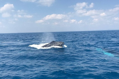 Hervey Bay Whale Swim And Watch - Accommodation Coffs Harbour 6