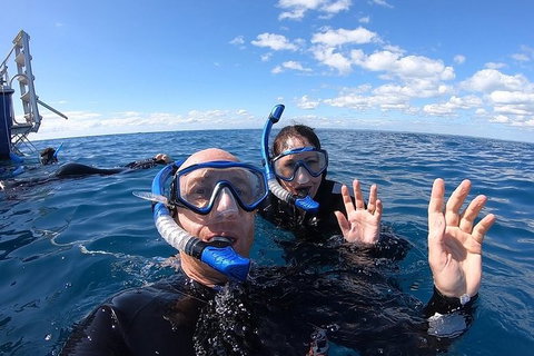 Hervey Bay Whale Swim And Watch - Accommodation Coffs Harbour 4