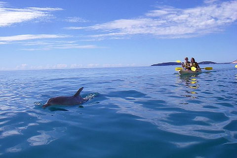 Half-Day Kayak With Dolphins And 4WD Beach Drive From Rainbow Beach - Accommodation Coffs Harbour 9