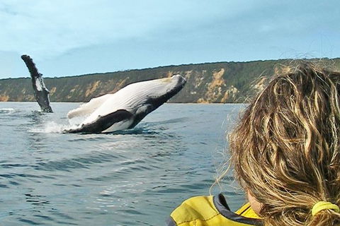 Half-Day Kayak With Dolphins And 4WD Beach Drive From Rainbow Beach - Accommodation Coffs Harbour 7