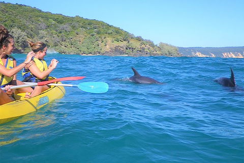 Half-Day Kayak With Dolphins And 4WD Beach Drive From Rainbow Beach - Accommodation Coffs Harbour 3