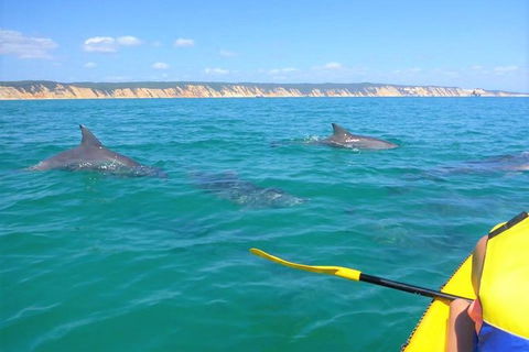 Half-Day Kayak With Dolphins And 4WD Beach Drive From Rainbow Beach - Accommodation Coffs Harbour 2