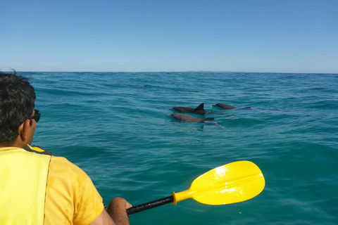 Half-Day Kayak With Dolphins And 4WD Beach Drive From Rainbow Beach - Accommodation Coffs Harbour 6