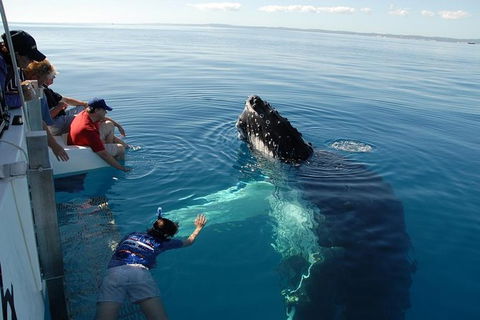 Blue Dolphin Exclusive Whale Watch Encounters - Accommodation Coffs Harbour 5
