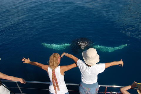 Blue Dolphin Exclusive Whale Watch Encounters - Accommodation Coffs Harbour 3