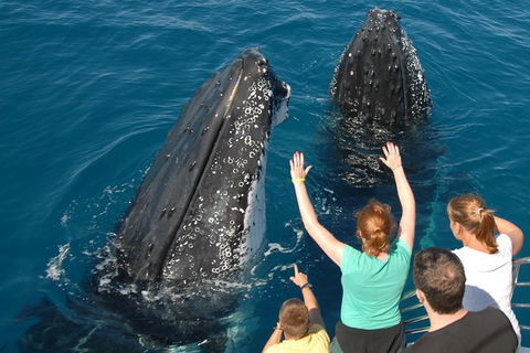 Blue Dolphin Exclusive Whale Watch Encounters - Accommodation Coffs Harbour 8