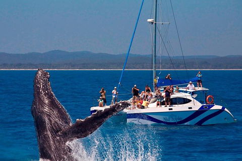 Blue Dolphin Exclusive Whale Watch Encounters - Accommodation Coffs Harbour 2