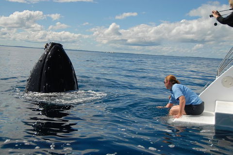 Blue Dolphin Exclusive Whale Watch Encounters - Accommodation Coffs Harbour 7