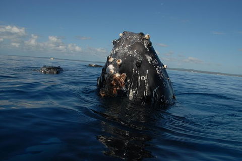 Blue Dolphin Exclusive Whale Watch Encounters - Accommodation Coffs Harbour 9