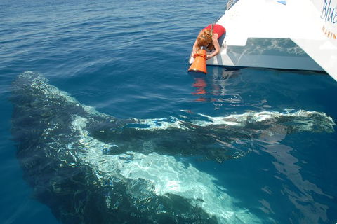 Blue Dolphin Exclusive Whale Watch Encounters - Accommodation Coffs Harbour 4