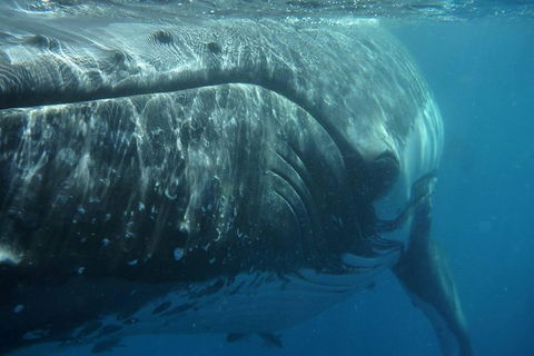 Blue Dolphin Exclusive Whale Watch Encounters - Accommodation Coffs Harbour 6