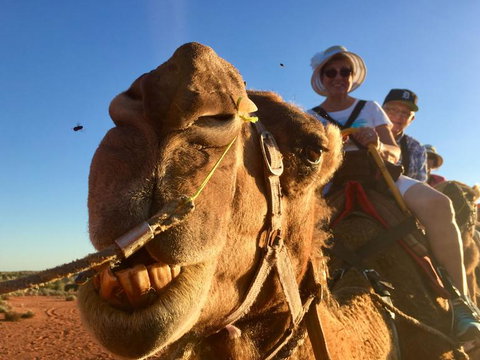 Uluru Small-Group Tour By Camel At Sunrise Or Sunset - Accommodation Coffs Harbour 7