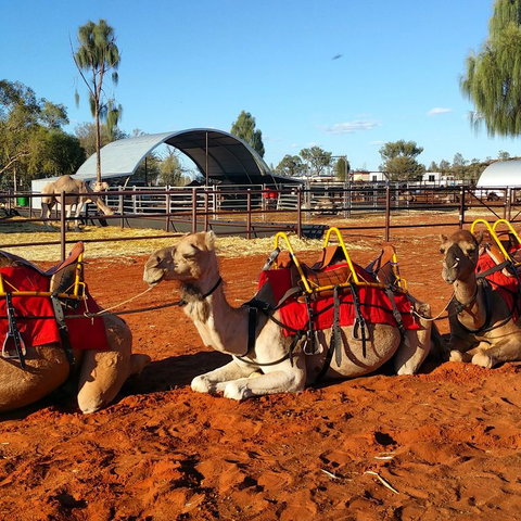 Uluru Small-Group Tour By Camel At Sunrise Or Sunset - Accommodation Coffs Harbour 15