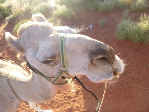 Uluru Small-Group Tour By Camel At Sunrise Or Sunset - Accommodation Coffs Harbour 10