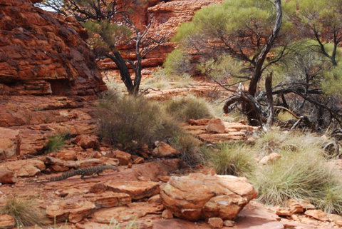Kings Canyon Day Trip From Ayers Rock - Accommodation Coffs Harbour 24