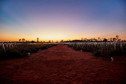 Uluru Field Of Light Sunrise Tour - Accommodation Coffs Harbour 14