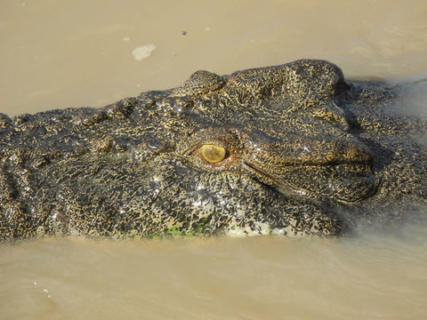 Darwin Jumping Crocodiles Cruise On Adelaide River - Accommodation Coffs Harbour 4