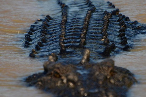 Darwin Jumping Crocodiles Cruise On Adelaide River - Accommodation Coffs Harbour 1