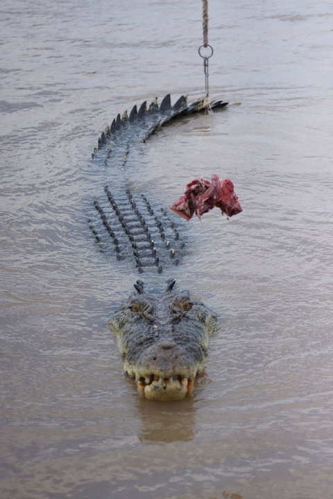 Darwin Jumping Crocodiles Cruise On Adelaide River - Accommodation Coffs Harbour 7