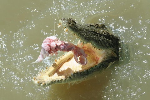 Darwin Jumping Crocodiles Cruise On Adelaide River - Accommodation Coffs Harbour 0