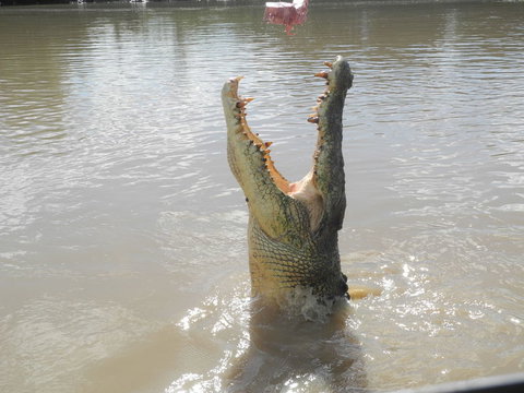 Darwin Jumping Crocodiles Cruise On Adelaide River - Accommodation Coffs Harbour 5