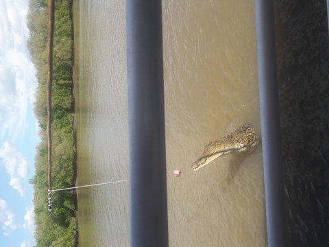 Darwin Jumping Crocodiles Cruise On Adelaide River - Accommodation Coffs Harbour 3