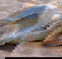 Turtle Tracks Tour to Bare Sand Island from Darwin