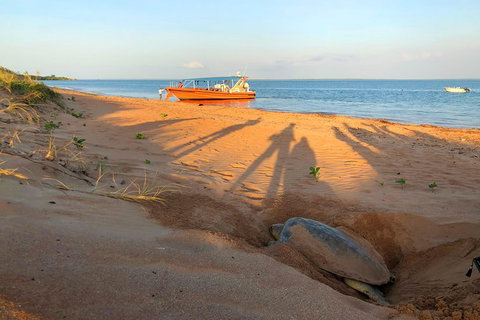 Turtle Tracks Tour To Bare Sand Island From Darwin - Accommodation Coffs Harbour 4