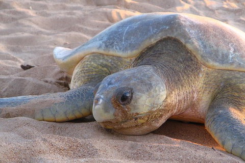 Turtle Tracks Tour To Bare Sand Island From Darwin - Accommodation Coffs Harbour 2