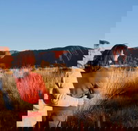 Uluru Sunrise and Kata Tjuta Half Day Trip - Accommodation Coffs Harbour