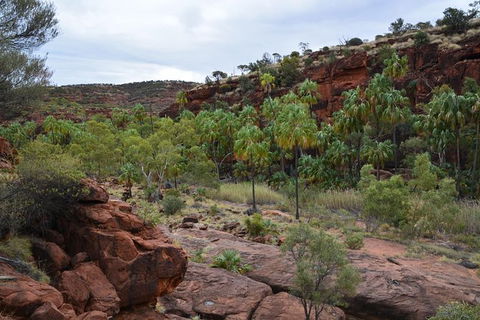 Palm Valley And Hermannsburg 1 Day 4WD Tour - Accommodation Coffs Harbour 0