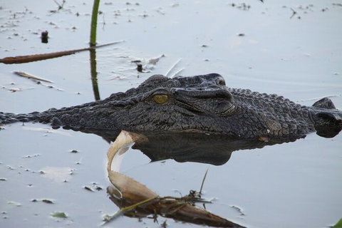 Darwin To Katherine Day Trip By Air Including Nitmiluk (Katherine) Gorge Cruise - Accommodation Coffs Harbour 3