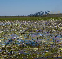 230pm Safari Cruise 1.5 Hours