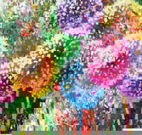 Dandelions - Six Tanks 3.00-5.00pm