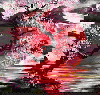 Japanese Sun - Six Tanks 7.00-9.00pm