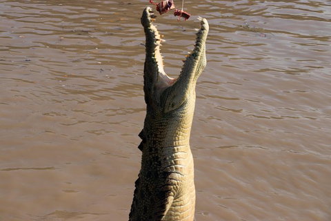 Litchfield Dreams 1 Day National Park Waterfall Swimming & Jumping Croc Cruise - Accommodation Coffs Harbour 1