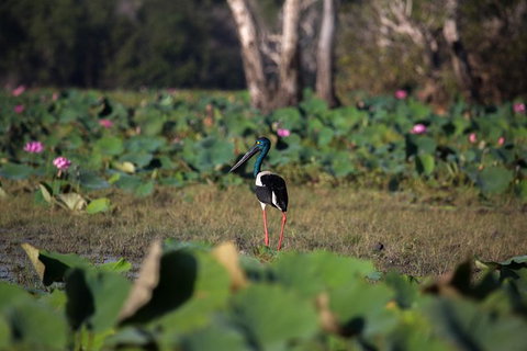 4:30pm Safari Cruise (1.5 Hours) - Accommodation Coffs Harbour 0