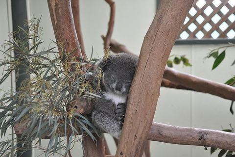 All-Inclusive Blue Mountains Tour In A Luxury Mercedes Sprinter - Accommodation Coffs Harbour 18