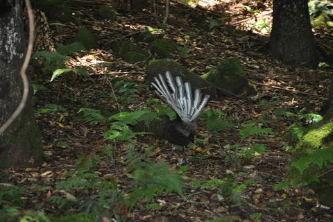 All-Inclusive Blue Mountains Tour In A Luxury Mercedes Sprinter - Accommodation Coffs Harbour 5